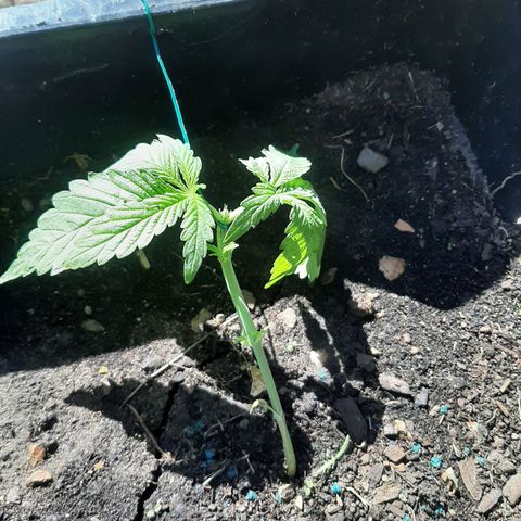 Banana sundae  #1 growlog photo: Topped 