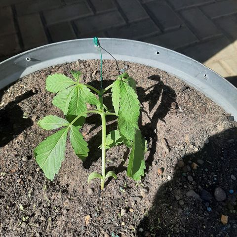 Banana sundae  #4 growlog photo: Topped