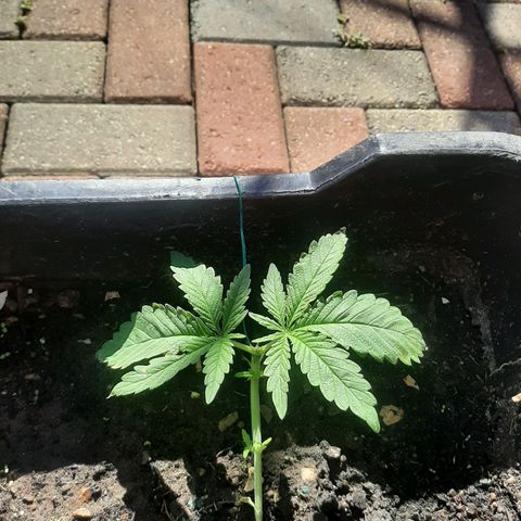 Banana sundae  #1 growlog timeline photo