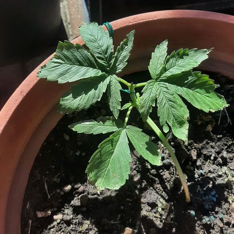Banana sundae  #3 growlog timeline photo