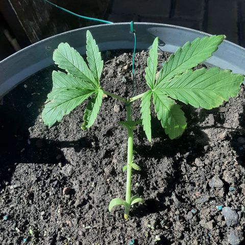 Banana sundae  #4 growlog timeline photo