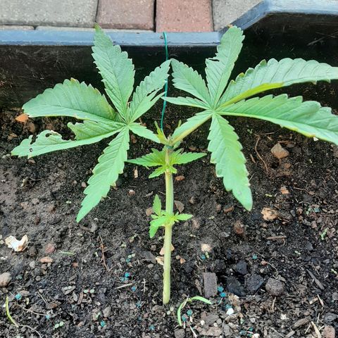 Banana sundae  #1 growlog timeline photo