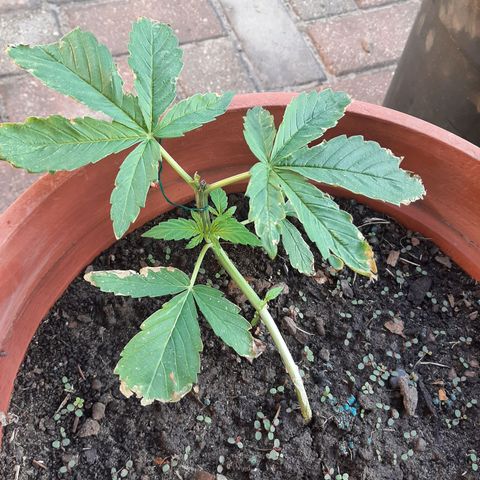 Banana sundae  #3 growlog timeline photo