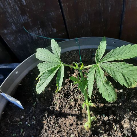 Banana sundae  #4 growlog timeline photo
