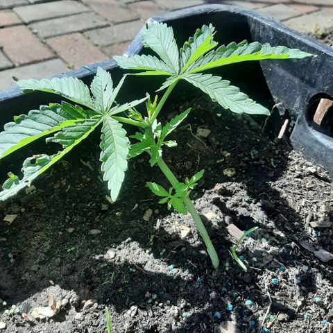 Banana sundae  #1 growlog timeline photo