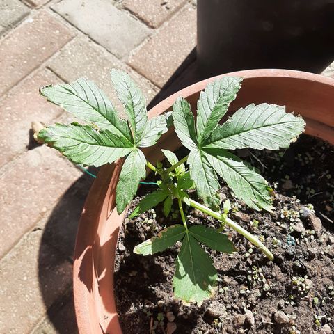 Banana sundae  #3 growlog timeline photo