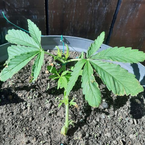 Banana sundae  #4 growlog timeline photo