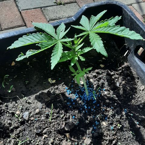 Banana sundae  #1 growlog timeline photo