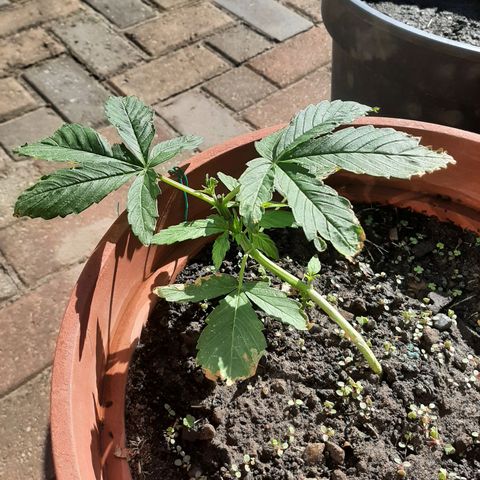 Banana sundae  #3 growlog timeline photo