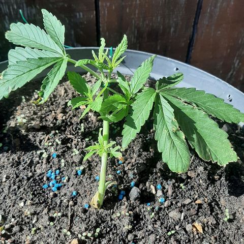 Banana sundae  #4 growlog timeline photo