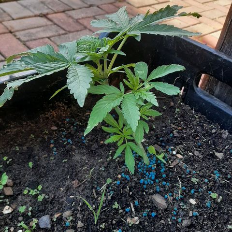 Banana sundae  #1 growlog timeline photo