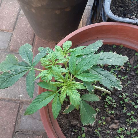 Banana sundae  #3 growlog timeline photo