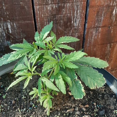 Banana sundae  #4 growlog timeline photo