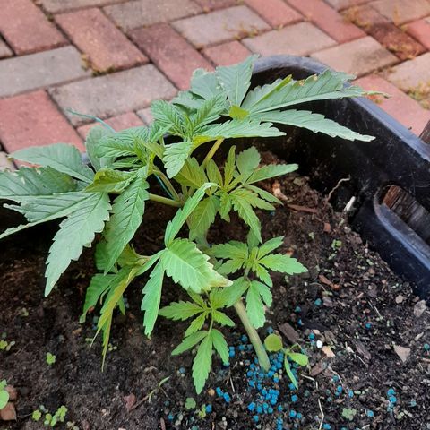 Banana sundae  #1 growlog timeline photo