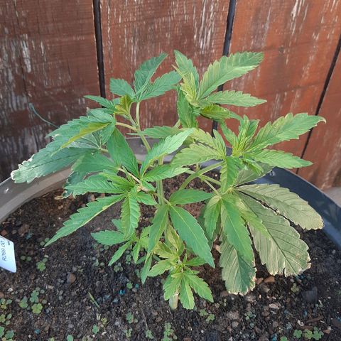 Banana sundae  #4 growlog timeline photo