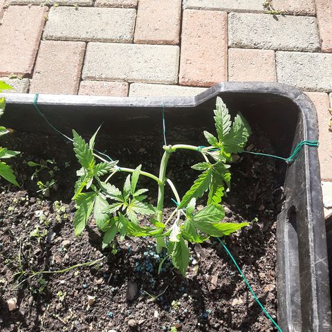 Banana sundae  #1 growlog photo: Accidentally broke a branch well lst