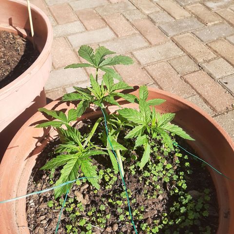 Banana sundae  #3 growlog timeline photo