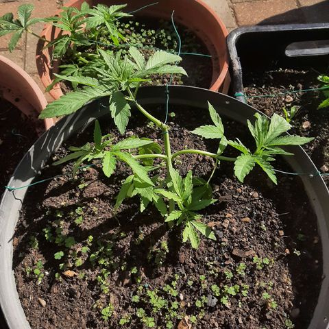 Banana sundae  #4 growlog photo: Accidentally broke a branch well lst