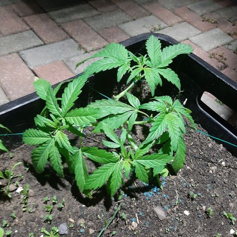Banana sundae  #1 growlog timeline photo