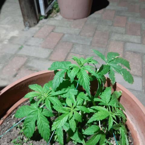 Banana sundae  #3 growlog timeline photo