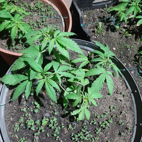 Banana sundae  #4 growlog timeline photo