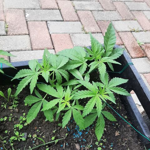 Banana sundae  #1 growlog timeline photo