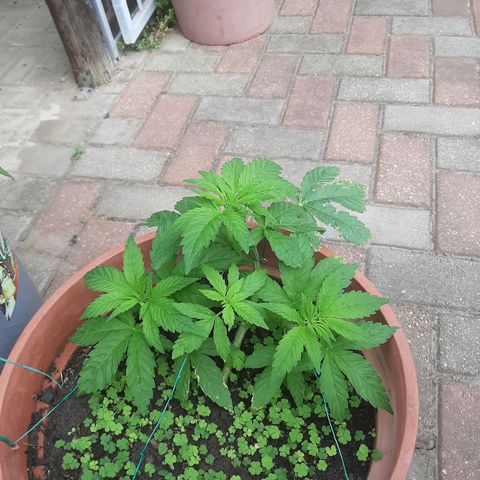 Banana sundae  #3 growlog timeline photo