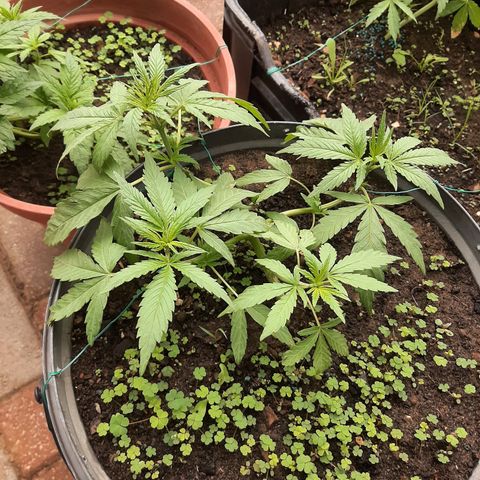 Banana sundae  #4 growlog timeline photo