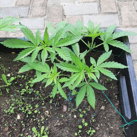 Banana sundae  #1 growlog timeline photo