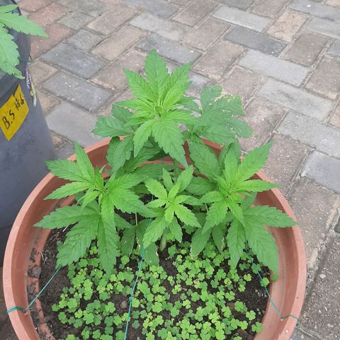 Banana sundae  #3 growlog timeline photo