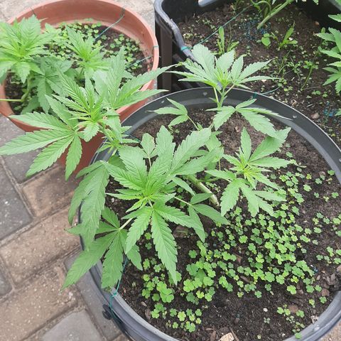 Banana sundae  #4 growlog photo: Showing signs of female pre flower 