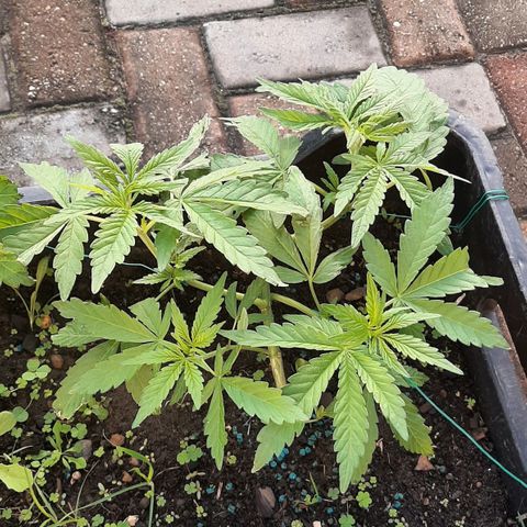 Banana sundae  #1 growlog timeline photo
