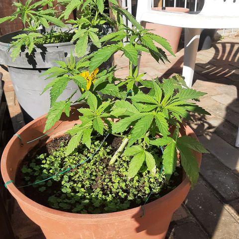 Banana sundae  #3 growlog timeline photo