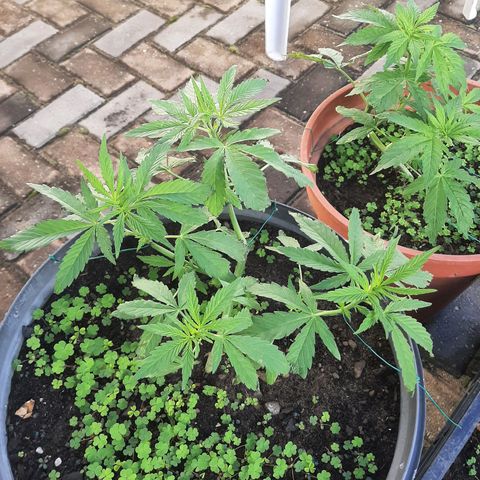 Banana sundae  #4 growlog timeline photo