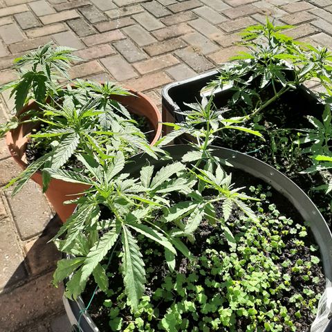 Banana sundae  #4 growlog timeline photo