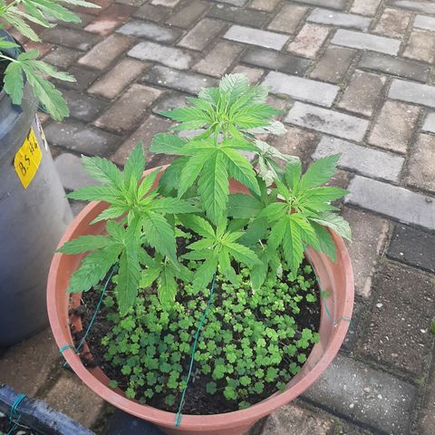 Banana sundae  #3 growlog timeline photo