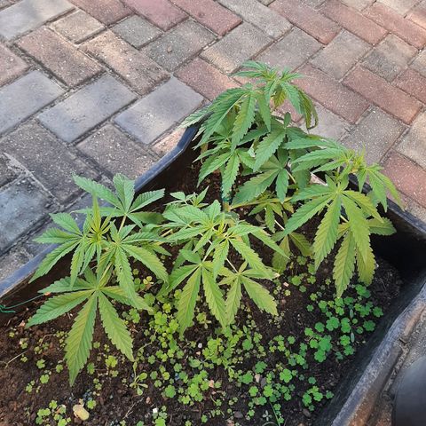 Banana sundae  #1 growlog timeline photo