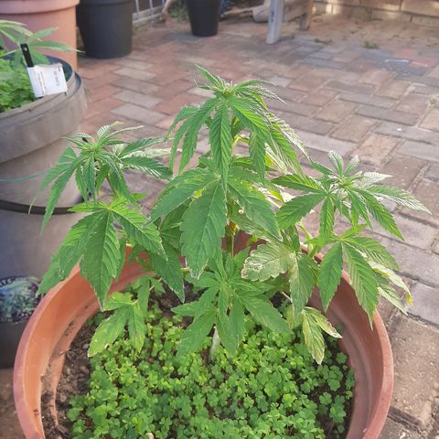 Banana sundae  #3 growlog timeline photo