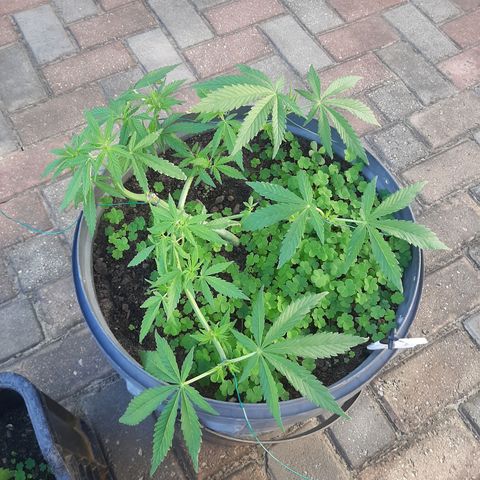 Banana sundae  #4 growlog timeline photo