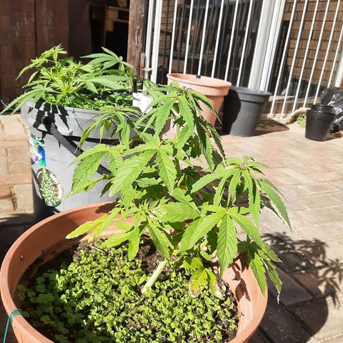 Banana sundae  #3 growlog timeline photo