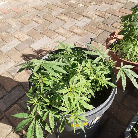 Banana sundae  #4 growlog timeline photo