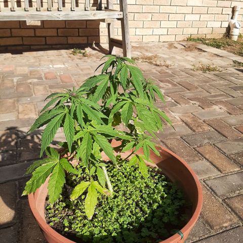 Banana sundae  #3 growlog timeline photo