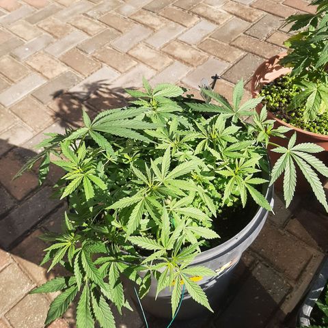 Banana sundae  #4 growlog timeline photo