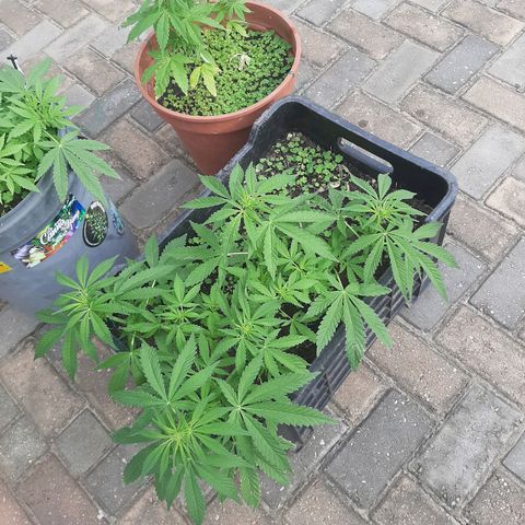 Banana sundae  #1 growlog timeline photo
