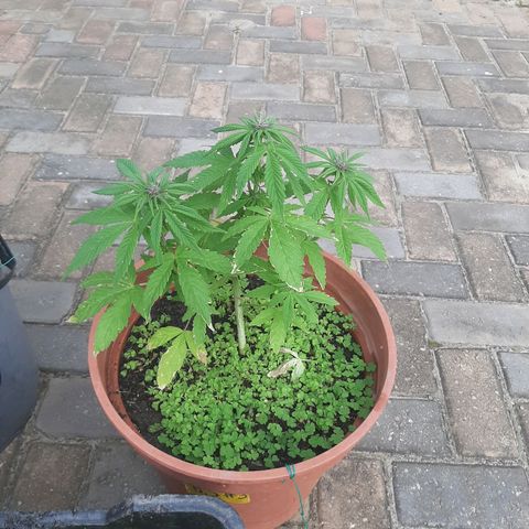 Banana sundae  #3 growlog timeline photo