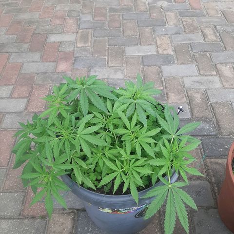 Banana sundae  #4 growlog timeline photo