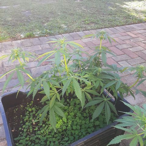 Banana sundae  #1 growlog timeline photo