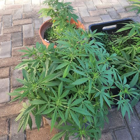Banana sundae  #4 growlog timeline photo