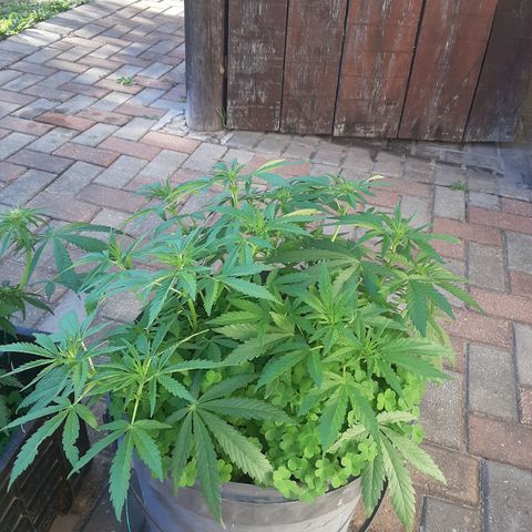 Banana sundae  #4 growlog timeline photo