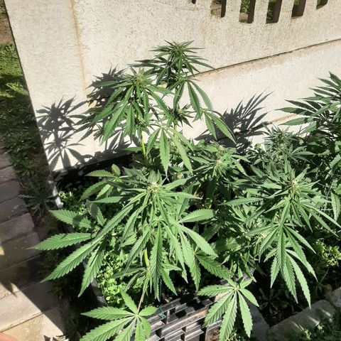 Banana sundae  #1 growlog timeline photo
